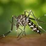 dípteros, moscas y mosquitos