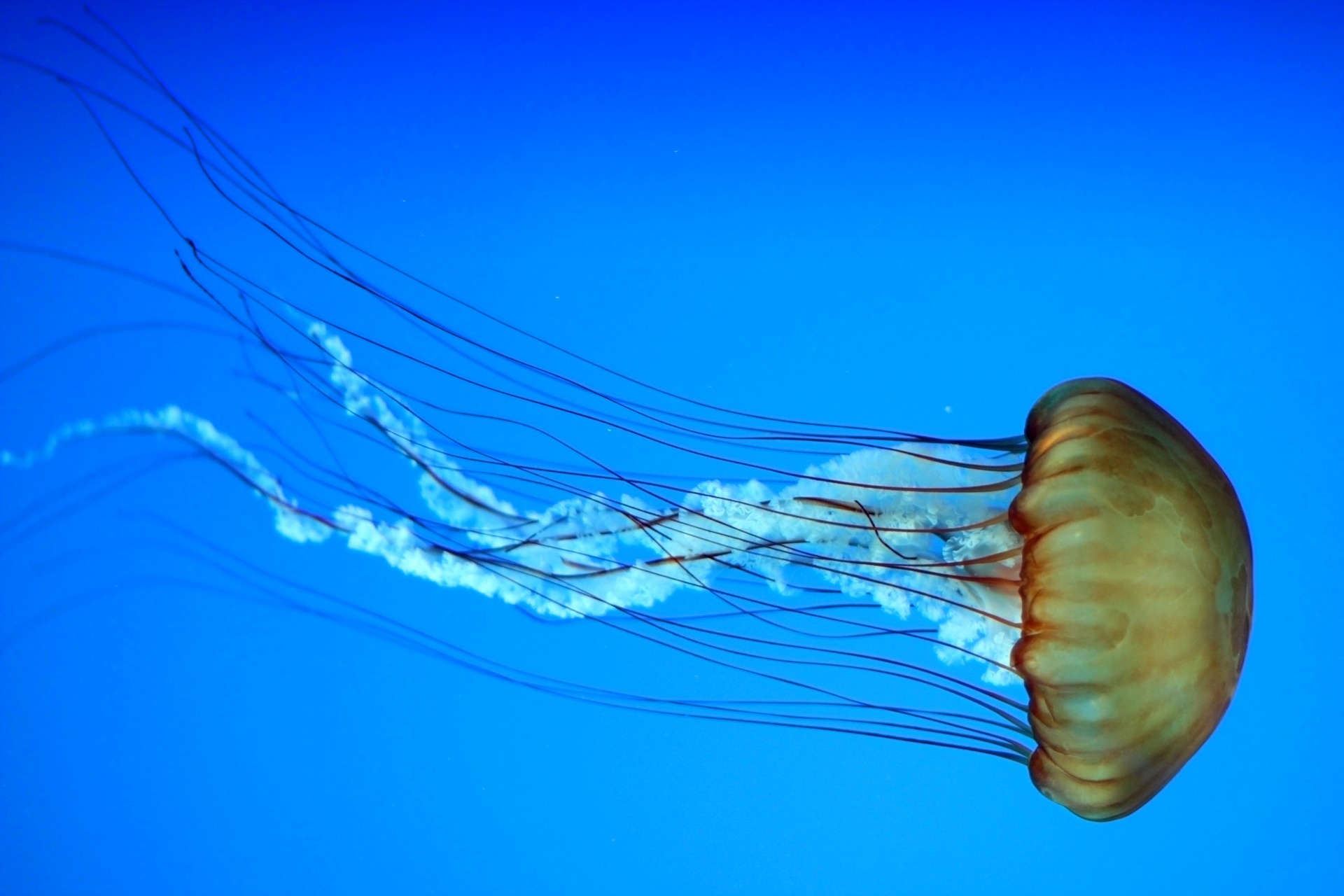 escifozoos, medusas