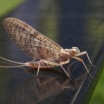 Ephemeroptera, efímeras