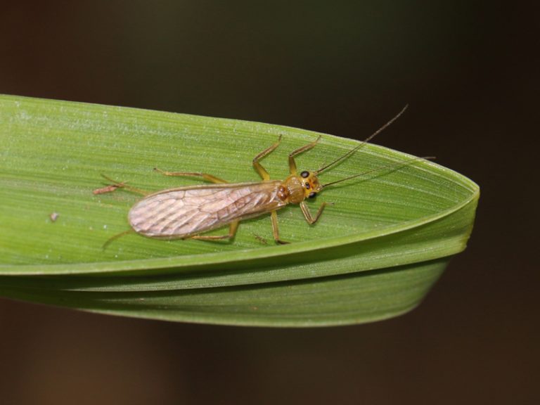 Plecoptera Características Y Taxonomía De La Mosca De Las Piedras