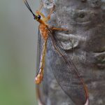 Nymphidae