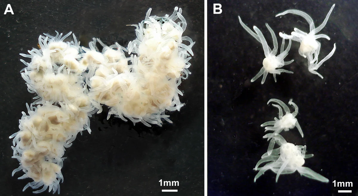 polypodiozoa, endocnidozoa, polypodiozoos