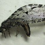 Polystoechotidae