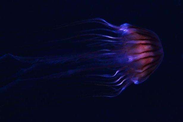 coronatae, coronte, medusa coronada