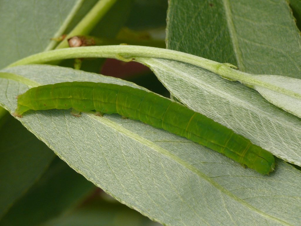 Scoliopteryx libatrix larva